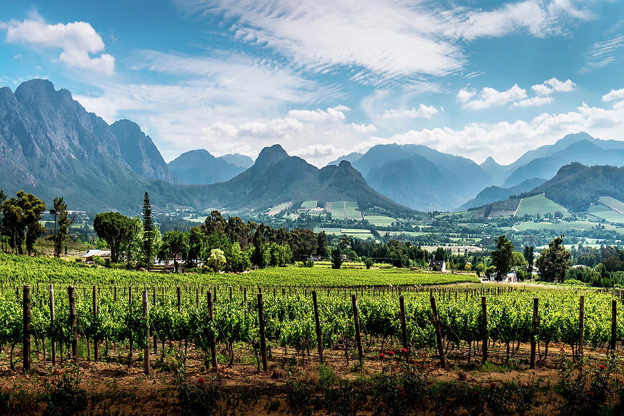 Vineyards of the Cape Winelands in the Franschhoek Photograph by Harry ...