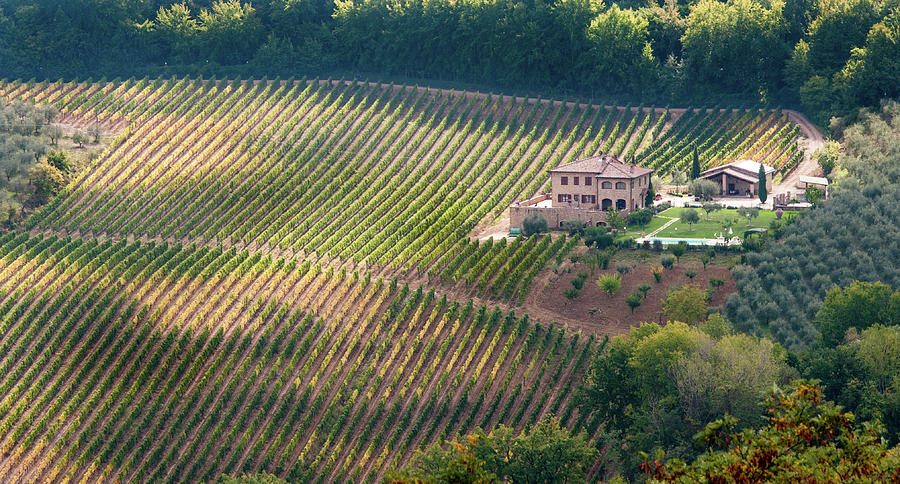 Vineyards Of Tuscany In Montepulciano Italy Photograph