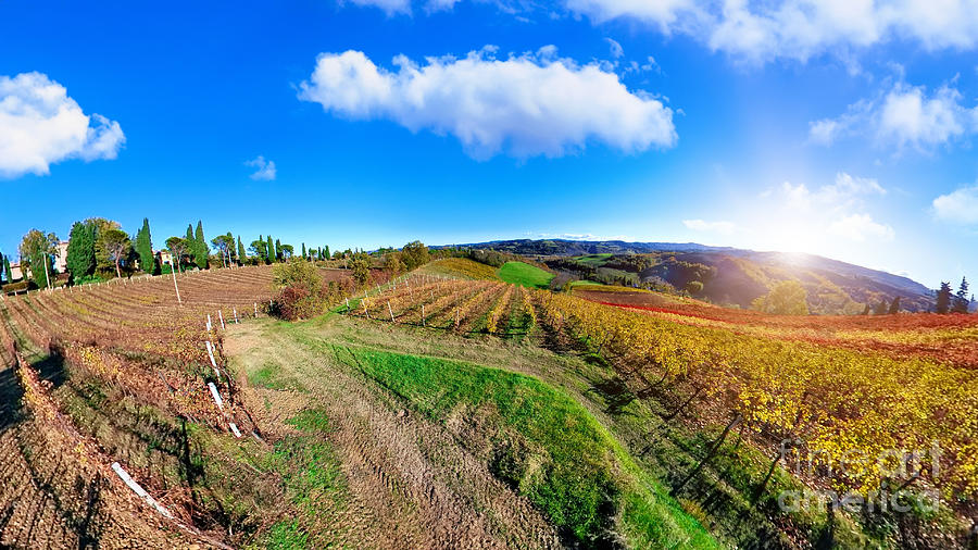 vineyards of winegrowing Emilia Digital Art