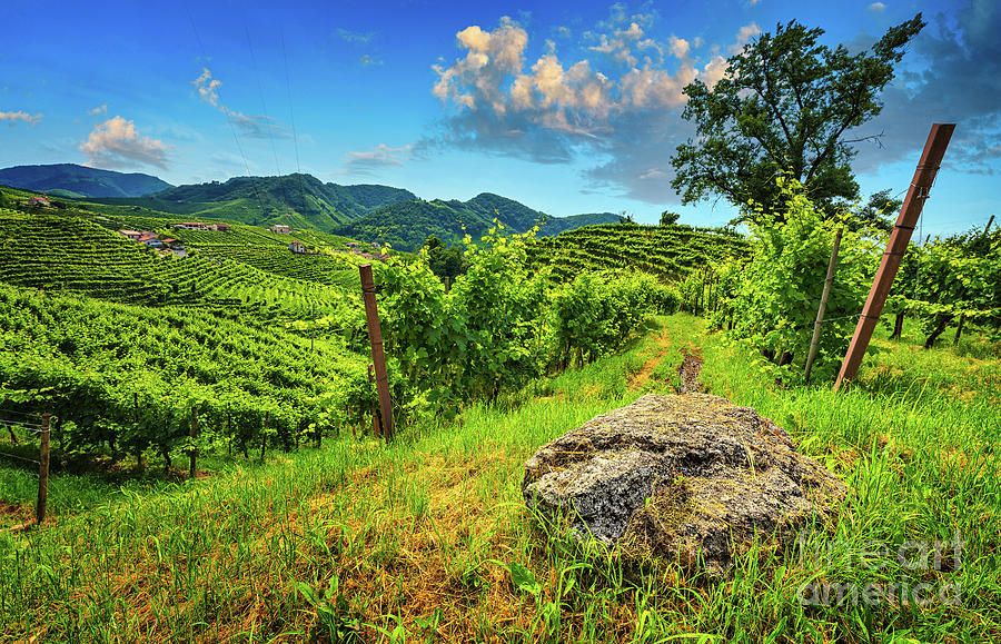 Vineyards panorama Photograph by The P