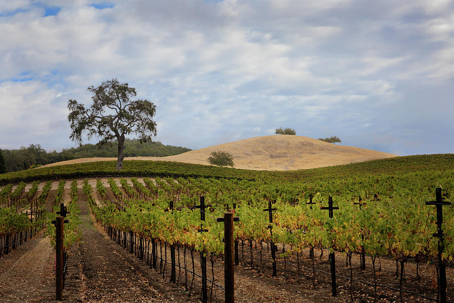 Vineyards, Rolling Hills, and Solitary Oaks Photograph by Lars Mikkelsen