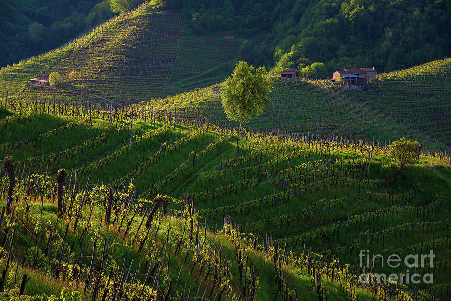 Vineyards Photograph by Yuri Santin