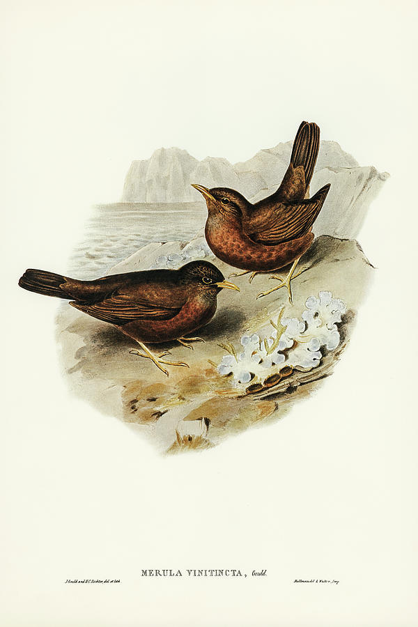 John Gould Drawing - Vinous-tinted Blackbird, Merula vinitincta by John Gould