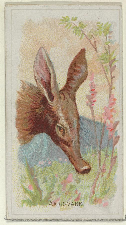 Vintage Aardvark Illustration - 1888 Digital Art by Adam Shaw