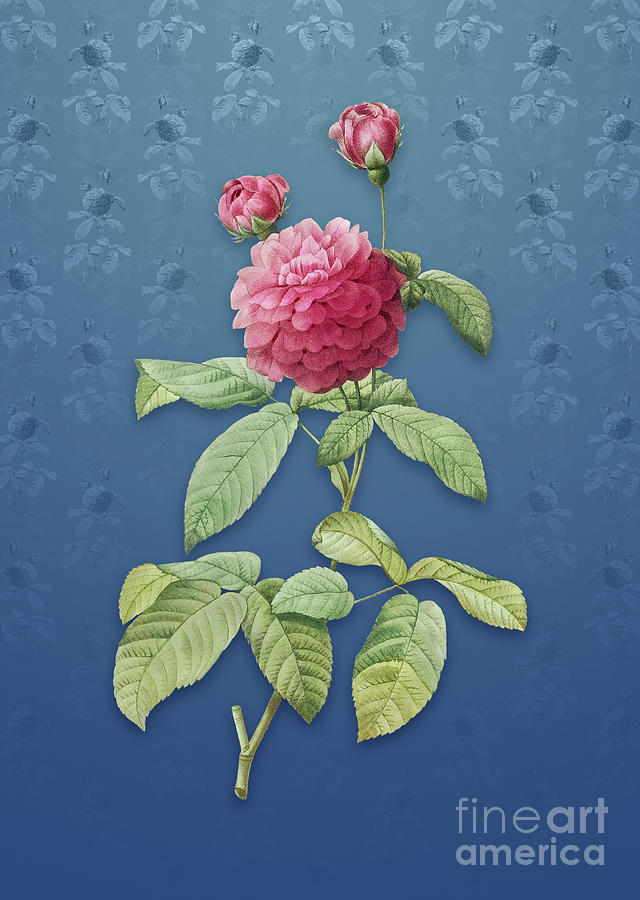 Vintage Agatha Rose in Bloom Botanical Art on Bahama Blue Pattern n.1263 Mixed Media by Holy Rock Design