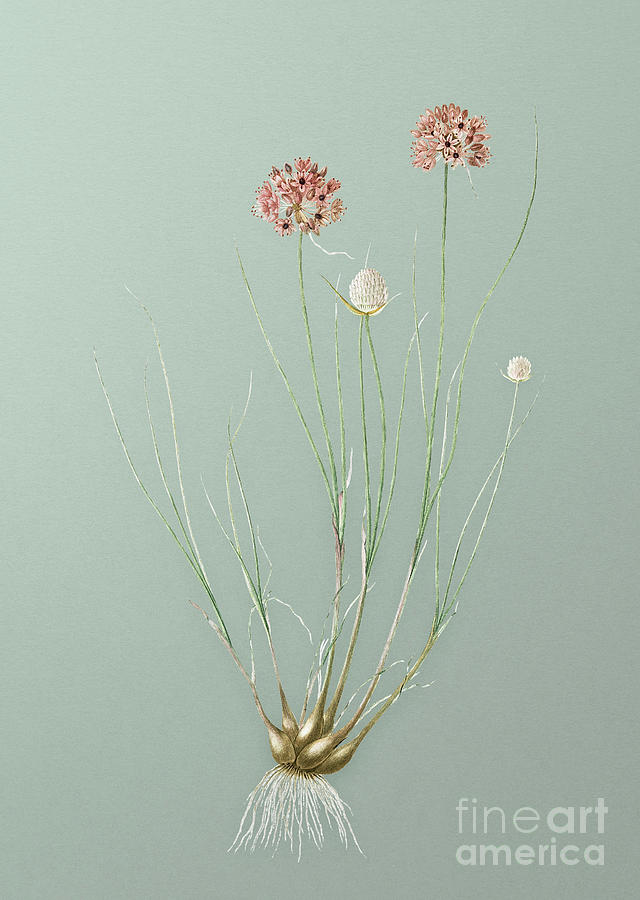 Vintage Allium Globosum Botanical Art on Mint Green n.0365 Mixed Media by Holy Rock Design