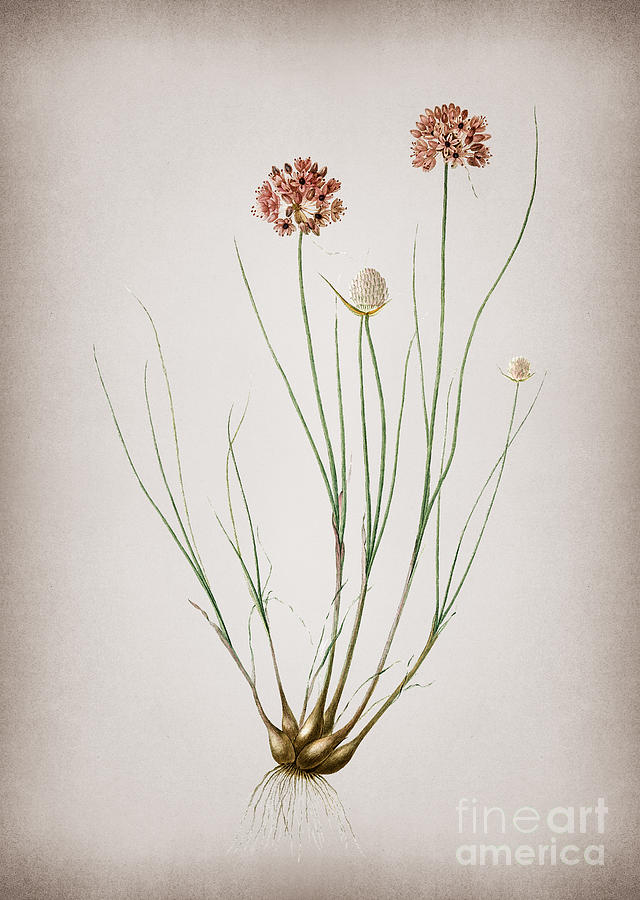 Vintage Allium Globosum Botanical Illustration on Parchment Mixed Media by Holy Rock Design