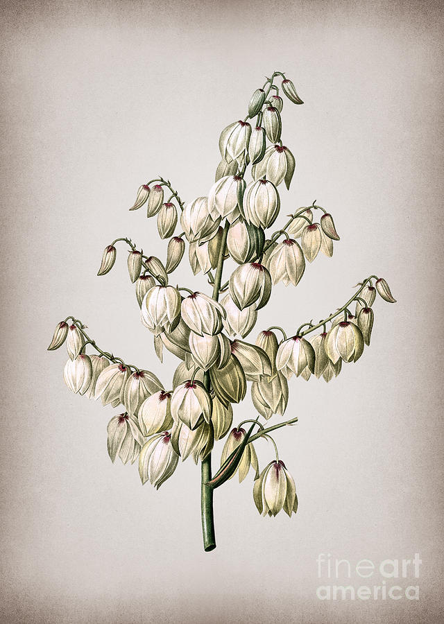 Vintage Aloe Yucca Botanical Illustration on Parchment Mixed Media by Holy Rock Design