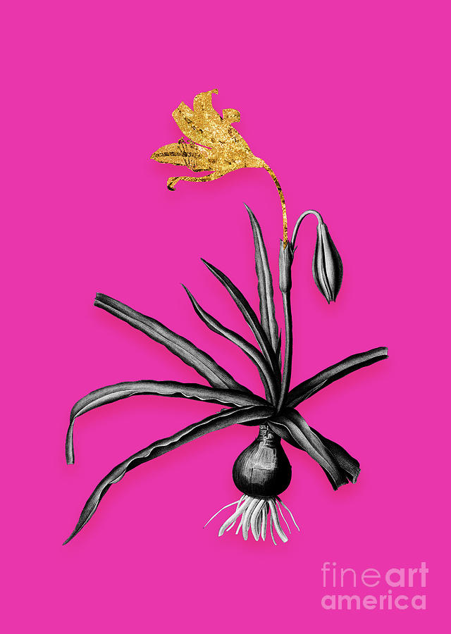 Vintage Amaryllis Broussonetii Black And White Gilded Floral Art On Hot Pink N.0928 Mixed Media