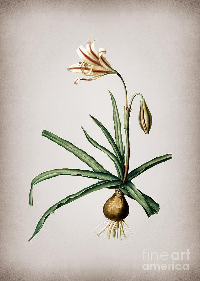 Vintage Amaryllis Broussonetii Botanical Illustration on Parchment Mixed Media by Holy Rock Design