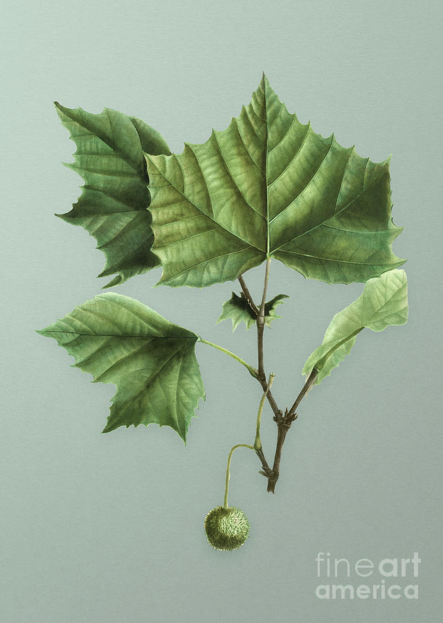 Vintage American Sycamore Botanical Art on Mint Green n.0837 Mixed Media by Holy Rock Design