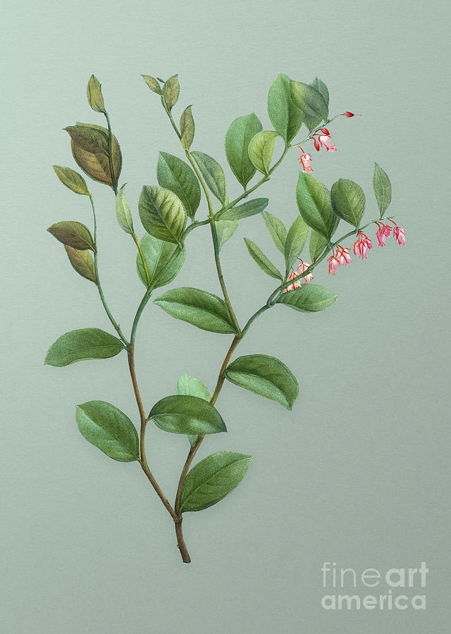 Vintage Andromeda Axillaris Bloom Botanical Art on Mint Green n.0840 Mixed Media by Holy Rock Design