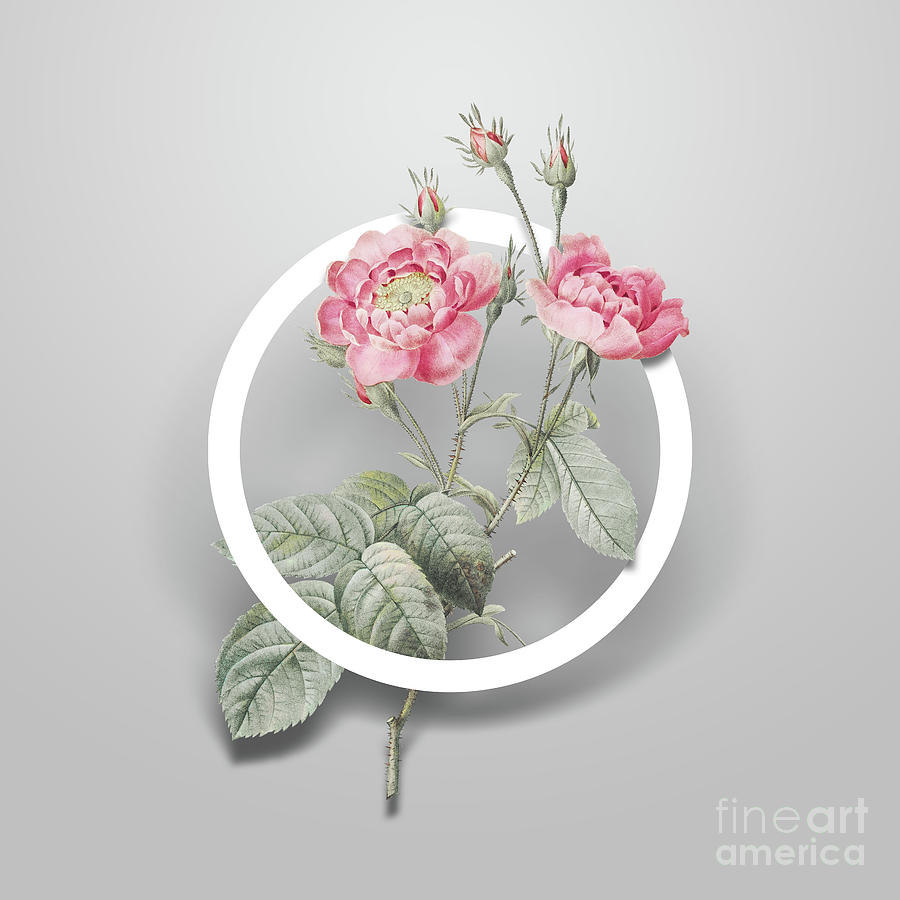 Vintage Anemone Centuries Rose Minimalist Floral Geometric Circle Art N.630 Painting by Holy Rock Design