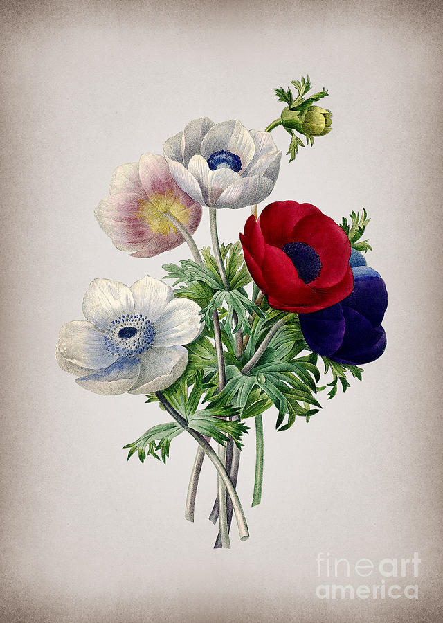 Vintage Anemone Simplex Botanical Illustration on Parchment Mixed Media by Holy Rock Design