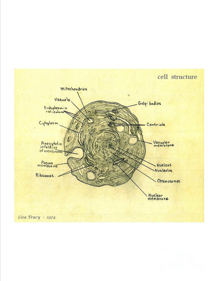 Vintage Anatomical Drawing of a Cell Drawing by Lisa Tracy - Fine Art ...