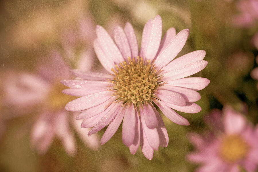 Vintage Aster Daisy Photograph by Tanya C Smith