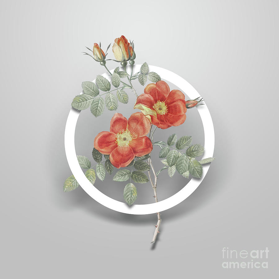Vintage Austrian Briar Rose Minimalist Floral Geometric Circle Art N.616 Painting by Holy Rock Design