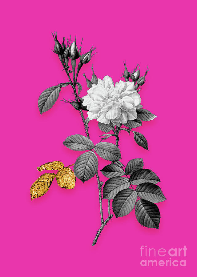 Vintage Autumn Damask Rose Black And White Gilded Floral Art On Hot Pink N.0847 Mixed Media