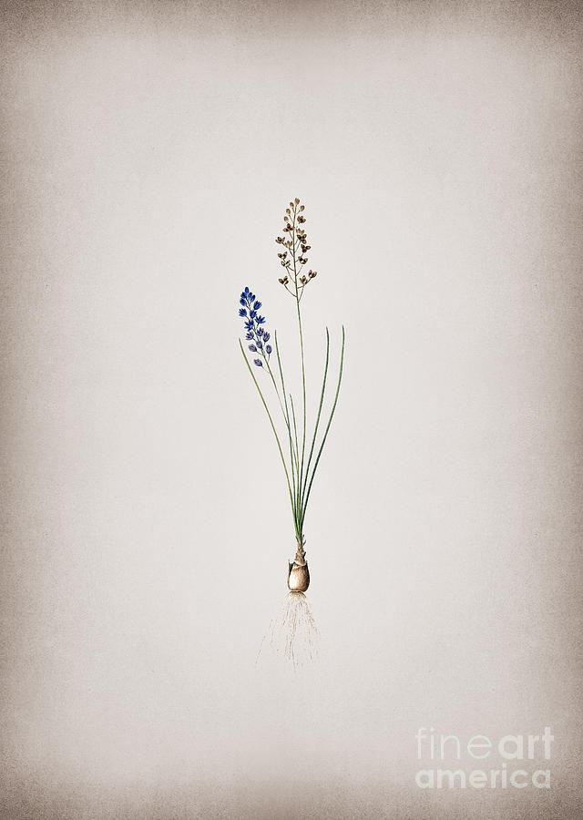Vintage Autumn Squill Botanical Illustration on Parchment Mixed Media by Holy Rock Design