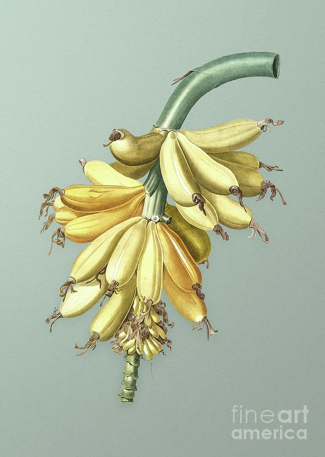 Vintage Banana Botanical Art on Mint Green n.0387 Mixed Media by Holy Rock Design