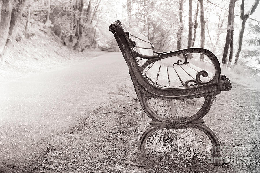 Vintage Bench 1 Photograph by Toni Somes