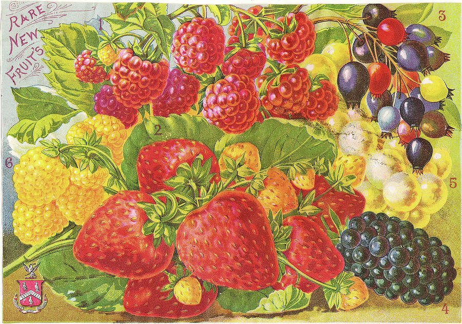 Vintage Berries - Seed Catalog Cover Painting by Peggy Collins