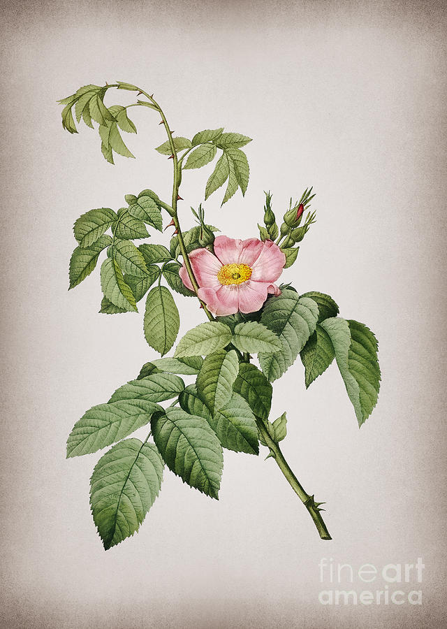 Vintage Blooming Apple Rose Botanical Illustration on Parchment Mixed Media by Holy Rock Design