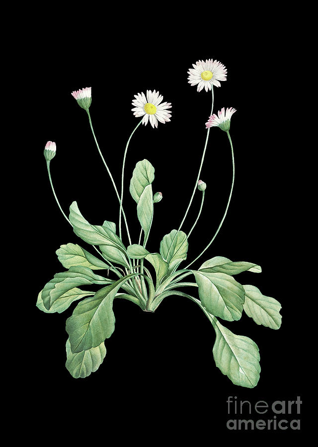 Vintage Blooming Daisy Flowers Botanical Art On Solid Black N.0524 Mixed Media