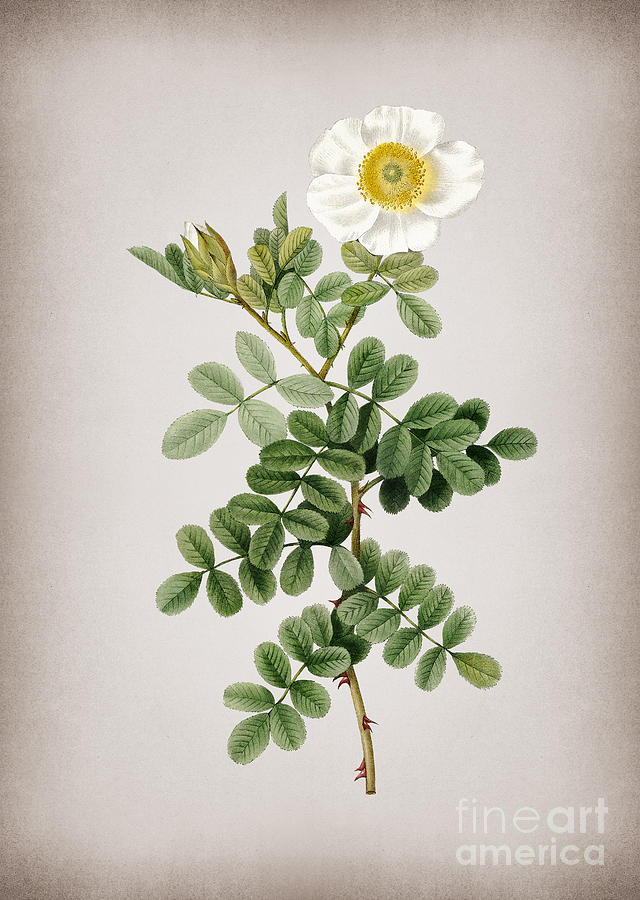 Vintage Blooming Macartney Rose Botanical Illustration On Parchment Mixed Media