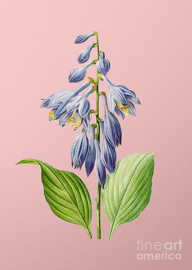 Vintage Blue Daylily Botanical Illustration on Pink Mixed Media by Holy Rock Design