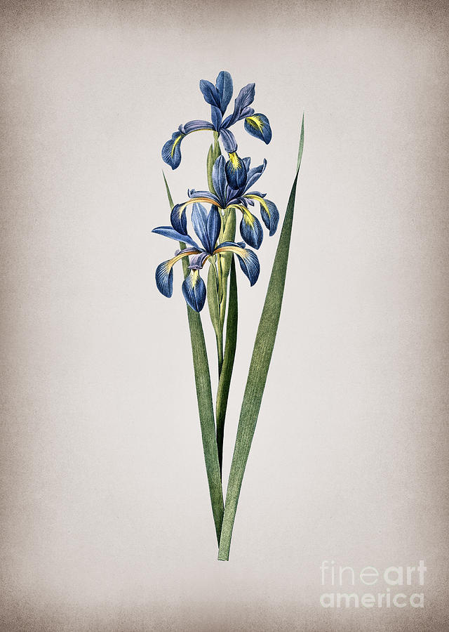 Vintage Blue Iris Botanical Illustration on Parchment Mixed Media by Holy Rock Design