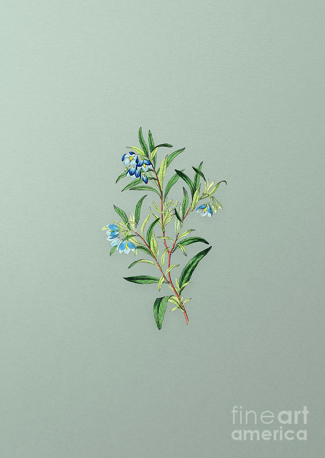 Vintage Blue Narrow Leaved Sollya Botanical Art on Mint Green n.0006 Mixed Media by Holy Rock Design