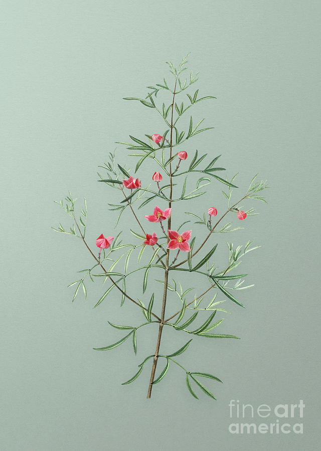Vintage Boronia Pinnata Botanical Art on Mint Green n.0878 Mixed Media by Holy Rock Design