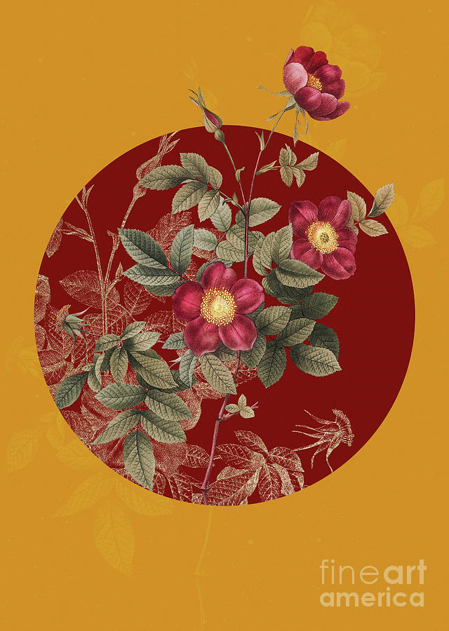 Vintage Botanical Alpine Rose on Circle Red on Yellow Painting by Holy Rock Design