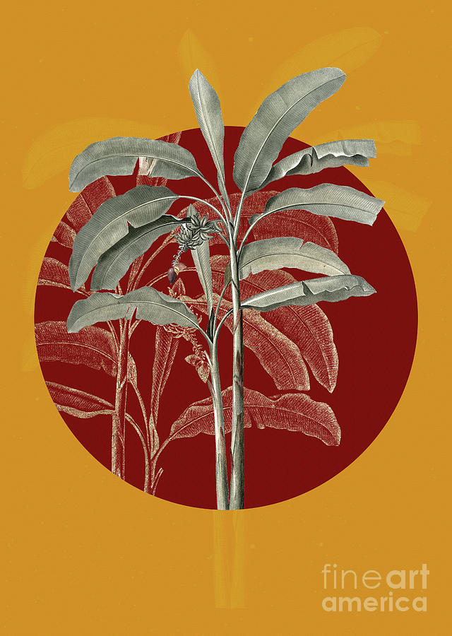 Vintage Botanical Banana Tree on Circle Red on Yellow Painting by Holy Rock Design