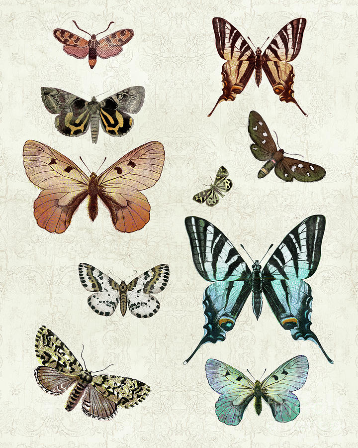 Vintage Botanical Butterflies and Moths Peach Aqua Blue Black n Gold Painting by Audrey Jeanne Roberts