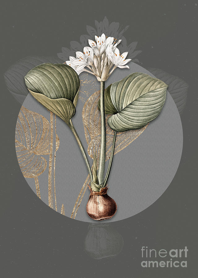 Vintage Botanical Cardwell Lily on Circle Gray on Gray Painting by Holy Rock Design