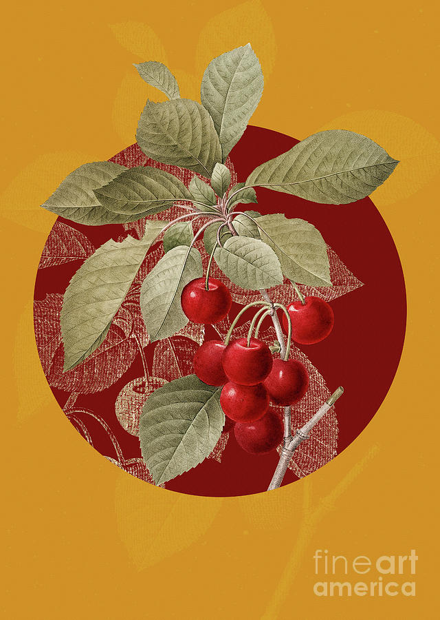 Vintage Botanical Cherry on Circle Red on Yellow Mixed Media by Holy Rock Design
