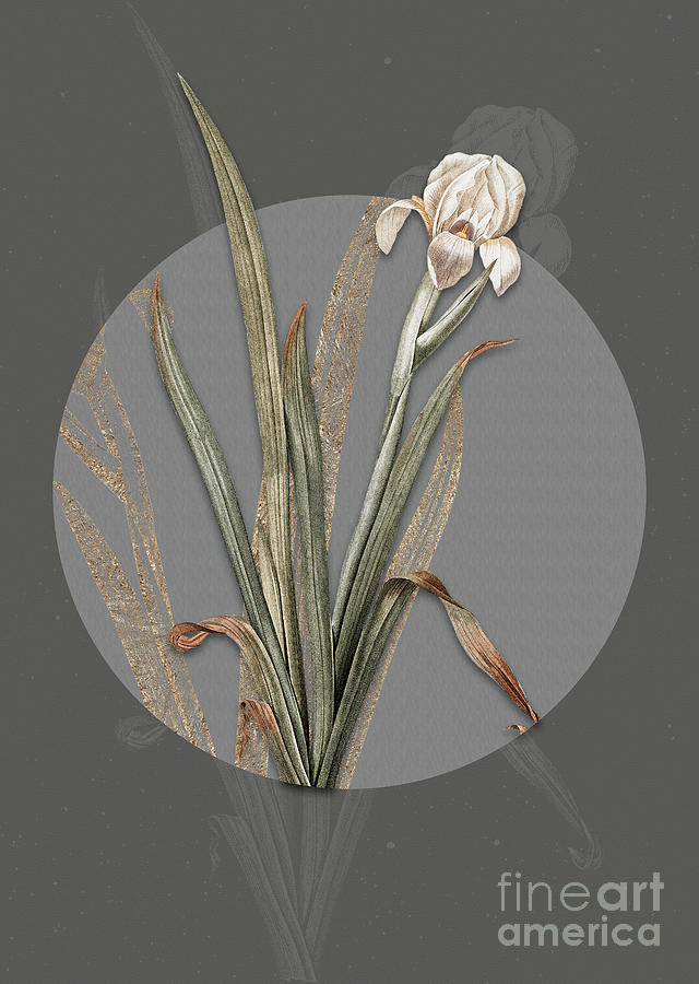 Vintage Botanical Crimean Iris on Circle Gray on Gray Painting by Holy Rock Design