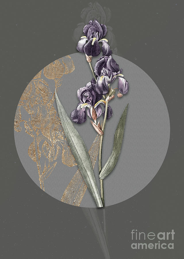Vintage Botanical Dalmatian Iris on Circle Gray on Gray Painting by Holy Rock Design