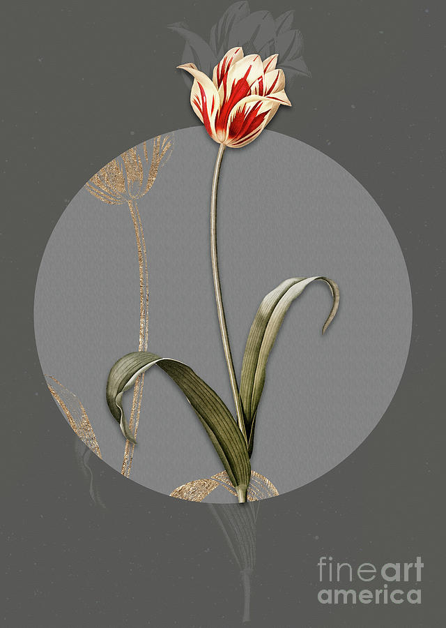 Vintage Botanical Didiers Tulip on Circle Gray on Gray Painting by Holy Rock Design