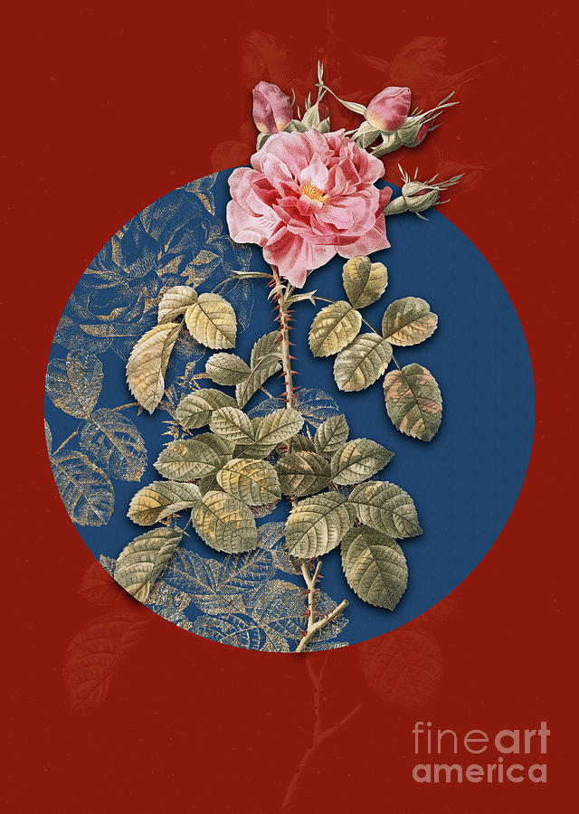 Vintage Botanical Four Seasons Rose in Bloom on Circle Blue on Red Painting by Holy Rock Design