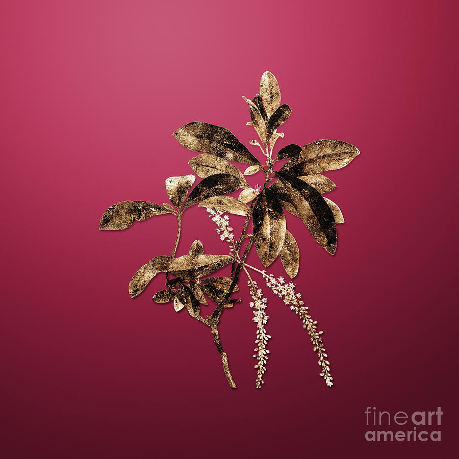 Vintage Botanical Gold Swamp Titi Leaves On Viva Magenta N.04789 Painting