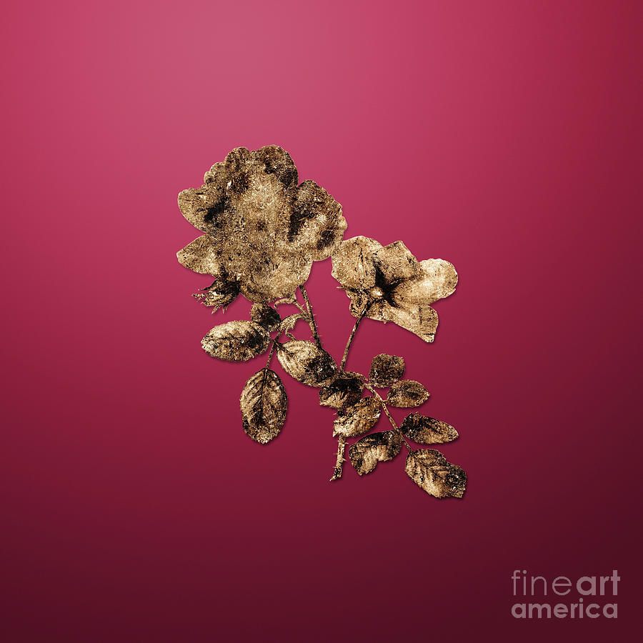 Vintage Botanical Gold Sweetbriar Rose On Viva Magenta N.04859 Painting