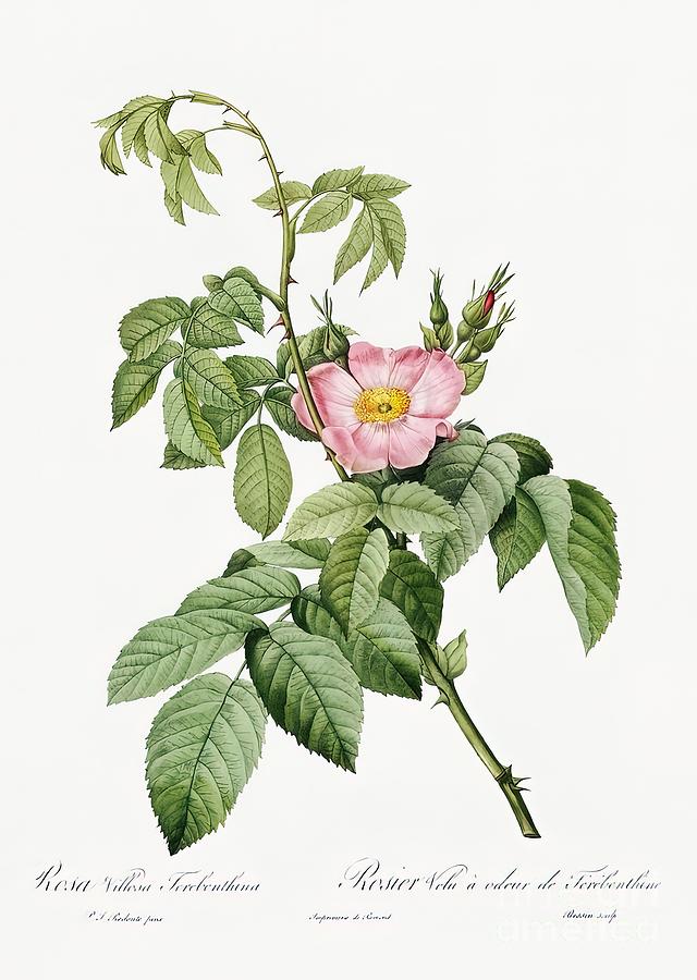 Vintage Botanical Illustration Les Roses 1824 Painting by Harrison ...