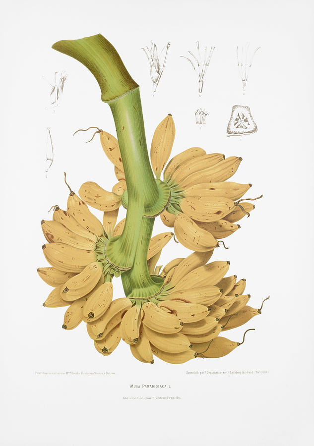 Vintage botanical illustrations - Banana Drawing by Madame Berthe Hoola van Nooten