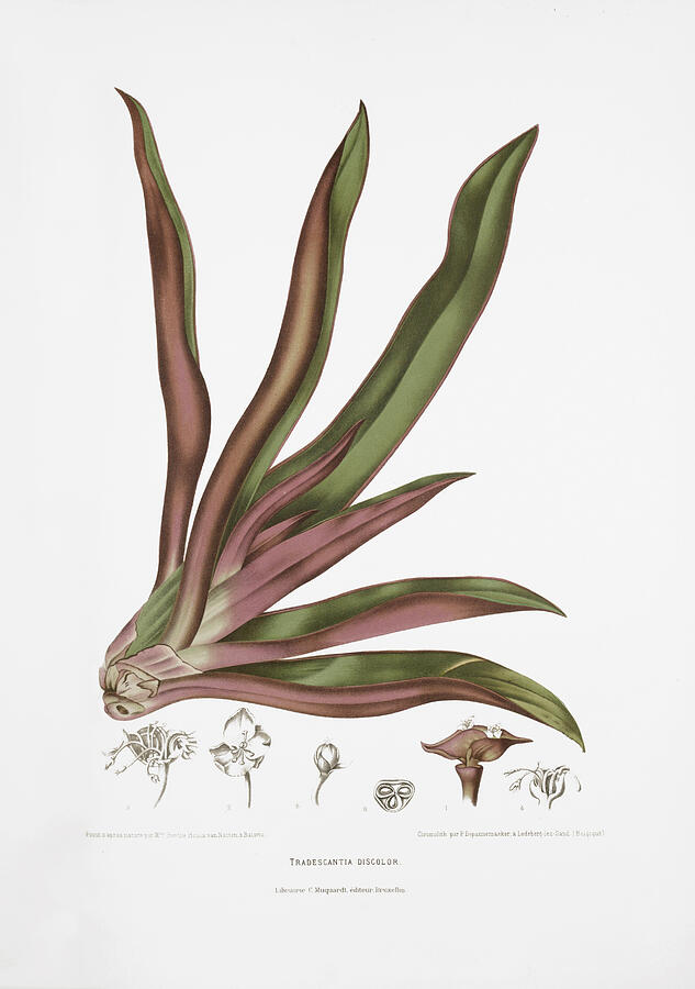 Vintage botanical illustrations - Boatlily Drawing by Madame Berthe Hoola van Nooten
