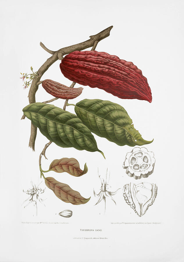 Vintage botanical illustrations - Cacao tree Digital Art by Madame Berthe Hoola van Nooten