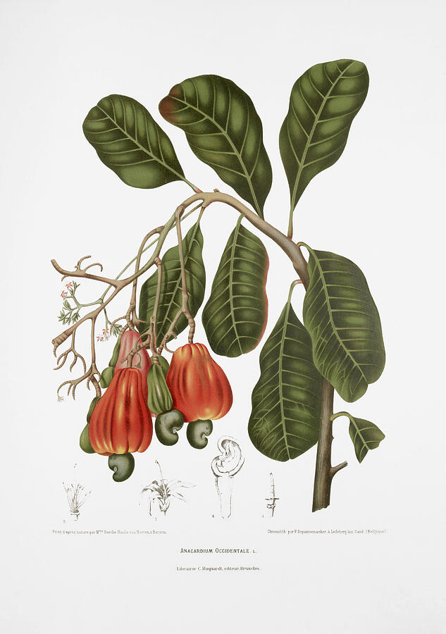 Vintage botanical illustrations - Cashew tree Drawing by Madame Berthe Hoola van Nooten