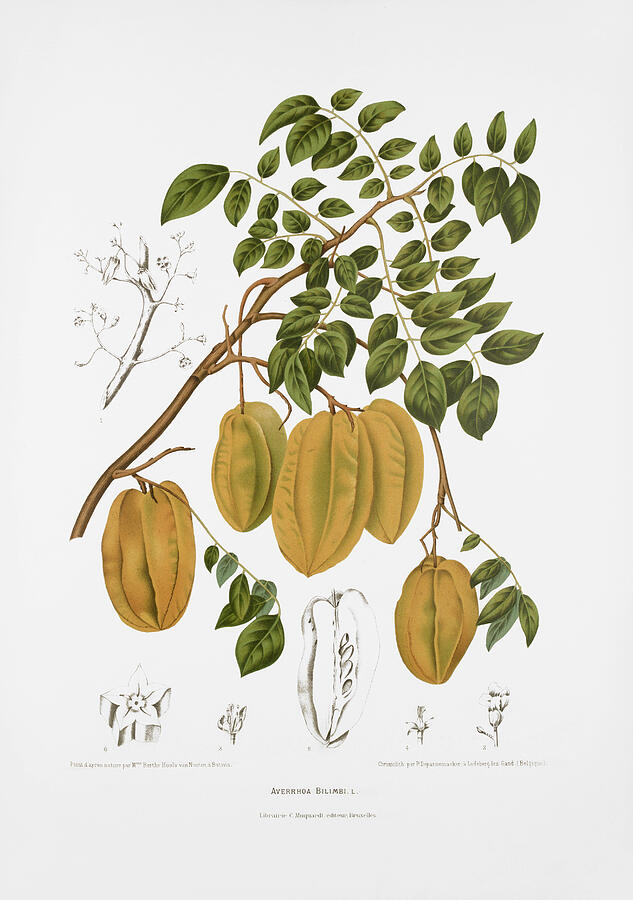 Vintage botanical illustrations - Cucumber tree Drawing by Madame Berthe Hoola van Nooten